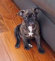 French Bulldog Puppies for sale in Flemington, West Virginia. price: $1,800