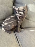 French Bulldog Puppies for sale in Chattanooga, Tennessee. price: $2,500