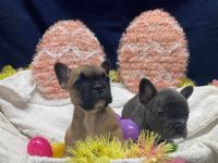 French Bulldog Puppies for sale in Sherman, Texas. price: $4,000