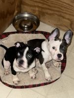French Bulldog Puppies for sale in Romeo, Michigan. price: $2,500