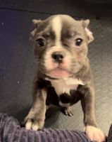French Bulldog Puppies for sale in Whitesboro, New York. price: $2,800