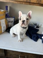 French Bulldog Puppies for sale in Forest Lake, Minnesota. price: $3,750