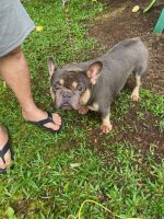 French Bulldog Puppies for sale in Keaau, Hawaii. price: $3,000