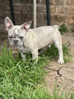 French Bulldog Puppies for sale in Millsap, Texas. price: $2,500