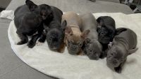 French Bulldog Puppies for sale in McKinney, Texas. price: $1,500