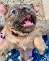 French Bulldog Puppies for sale in Bentonville, Arkansas. price: $7,500