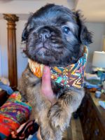 French Bulldog Puppies for sale in Bentonville, Arkansas. price: $5,000