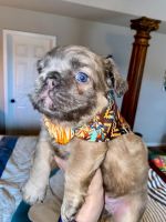 French Bulldog Puppies for sale in Bentonville, Arkansas. price: $6,000