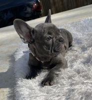 French Bulldog Puppies for sale in Powder Springs, GA, USA. price: $2,400