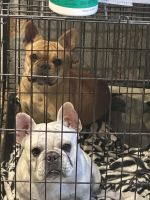 French Bulldog Puppies for sale in Salem, MO 65560, USA. price: $1,000