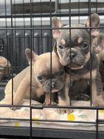 French Bulldog Puppies for sale in Torrance, CA, USA. price: $1,800