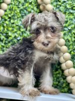 French Bulldog Puppies for sale in Broxton, GA 31519, USA. price: $800