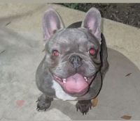 French Bulldog Puppies for sale in San Antonio, Texas. price: $1,800