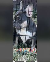 French Bulldog Puppies for sale in Huntsville, AL, USA. price: $2,000