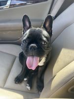 French Bulldog Puppies for sale in Palm Coast, Florida. price: $500