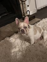 French Bulldog Puppies for sale in St. Charles, Missouri. price: $2,000