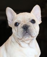 French Bulldog Puppies for sale in West Plains, Missouri. price: $5,000
