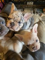French Bulldog Puppies for sale in Fredericksburg, Virginia. price: $3,500