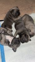 French Bulldog Puppies for sale in Richmond, Texas. price: $3,500