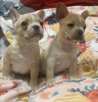 French Bulldog Puppies for sale in Winchester, Virginia. price: NA