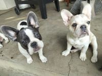 French Bulldog Puppies for sale in Ontario, CA, USA. price: $1