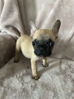 French Bulldog Puppies for sale in Bloomsburg, Pennsylvania. price: $2,500