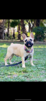 French Bulldog Puppies for sale in San Diego, California. price: NA