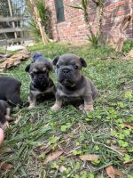 French Bulldog Puppies for sale in Dade City, Florida. price: $5,000