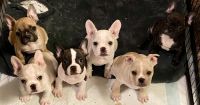 French Bulldog Puppies for sale in Grand Terrace, California. price: $2,500