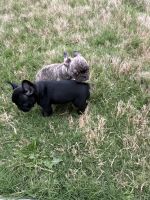 French Bulldog Puppies for sale in Manor, Texas. price: $2,200