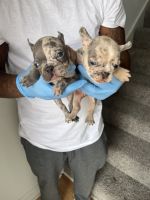 French Bulldog Puppies for sale in Chesapeake, Virginia. price: $2,500