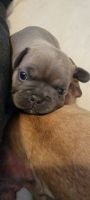 French Bulldog Puppies for sale in Highland, California. price: $3,000