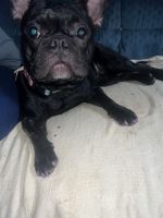 French Bulldog Puppies for sale in Nashville, Tennessee. price: $500
