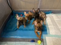 French Bulldog Puppies for sale in Wake Forest, NC 27587, USA. price: $2,000