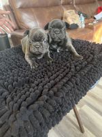 French Bulldog Puppies for sale in Decatur, Georgia. price: $2,000