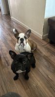 French Bulldog Puppies for sale in Fairfield, California. price: $1,500
