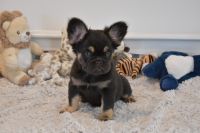 French Bulldog Puppies for sale in Las Vegas, Nevada. price: $3,500