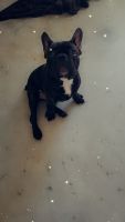 French Bulldog Puppies for sale in Kissimmee, Florida. price: $900