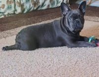 French Bulldog Puppies for sale in Berrien Springs, Michigan. price: $2,500