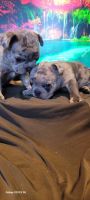 French Bulldog Puppies for sale in Miami Lakes, Florida. price: $1,500
