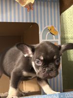French Bulldog Puppies for sale in South Gate, California. price: $2,500