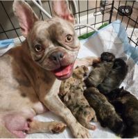 French Bulldog Puppies for sale in Fayetteville, Georgia. price: $3,000