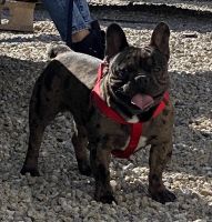 French Bulldog Puppies for sale in Victorville, California. price: NA