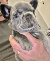 French Bulldog Puppies for sale in Brownsville, Texas. price: $3,800