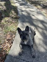 French Bulldog Puppies for sale in Orlando, Florida. price: NA