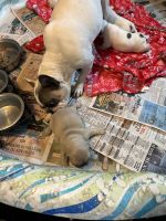 French Bulldog Puppies for sale in Washington, PA 15301, USA. price: $1,850