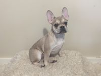 French Bulldog Puppies for sale in Poughkeepsie, NY, USA. price: $1,500