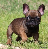 French Bulldog Puppies for sale in Allen, TX, USA. price: $3,000