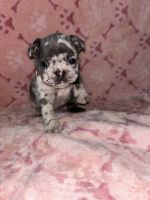 French Bulldog Puppies for sale in Sacramento, California. price: $3,500