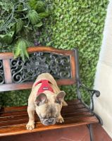 French Bulldog Puppies for sale in Miami, Florida. price: $3,000